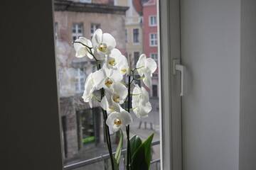 Фотографии Апартаменты Apartamenty Gdańsk г. Гданьск (Польша) №2 Фото Апартаменты Apartamenty Gdańsk г. Гданьск 2