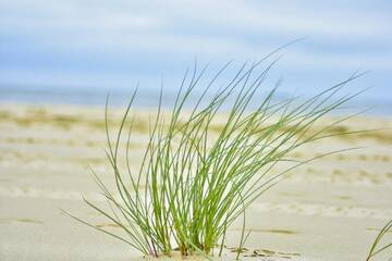 Фото номера Апартаменты Делюкс Апартаменты Bajkowa Plaża - Muszelka г. Гданьск 40